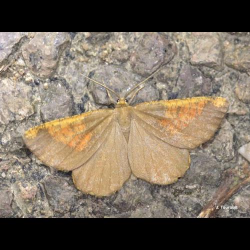 <i>Angerona prunaria</i> (Linnaeus, 1758) © J. Touroult