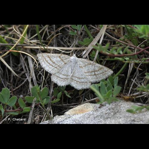 <i>Perconia strigillaria</i> (Hübner, 1787) © P. Chatard