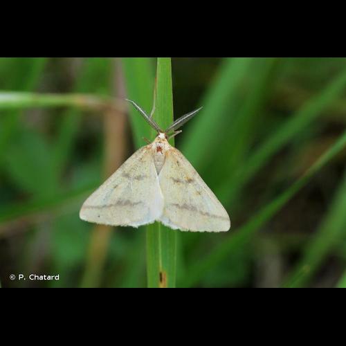 <i>Aspitates ochrearia</i> (Rossi, 1794) &copy; P. Chatard