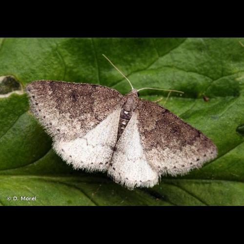 <i>Aleucis distinctata</i> (Herrich-Schäffer, 1839) &copy; D. Morel