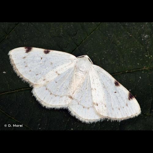 <i>Lomographa bimaculata</i> (Fabricius, 1775) © D. Morel