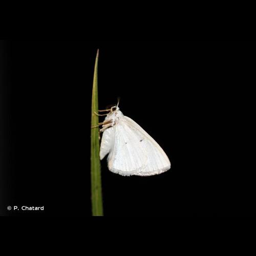 <i>Lomographa temerata</i> (Denis & Schiffermüller, 1775) © P. Chatard