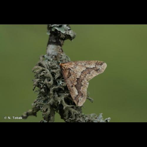 <i>Erannis defoliaria</i> (Clerck, 1759) © N. Tobak
