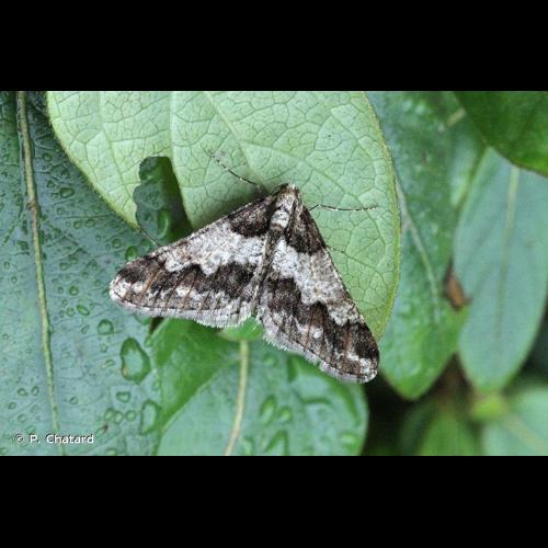 <i>Agriopis leucophaearia</i> (Denis & Schiffermüller, 1775) © P. Chatard