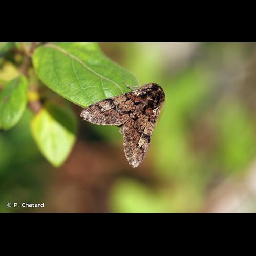 <i>Biston strataria</i> (Hufnagel, 1767) © P. Chatard