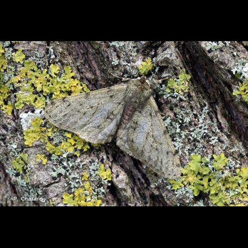 <i>Phigalia pilosaria</i> (Denis & Schiffermüller, 1775) © P. Chatard