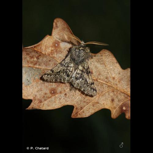 <i>Apocheima hispidaria</i> (Denis & Schiffermüller, 1775) &copy; P. Chatard