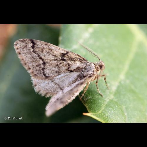 <i>Tephronia sepiaria</i> (Hufnagel, 1767) &copy; D. Morel