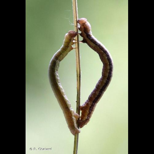 <i>Ematurga atomaria</i> (Linnaeus, 1758) © P. Chatard