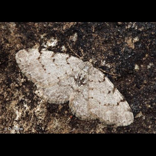 <i>Aethalura punctulata</i> (Denis & Schiffermüller, 1775) © D. Morel
