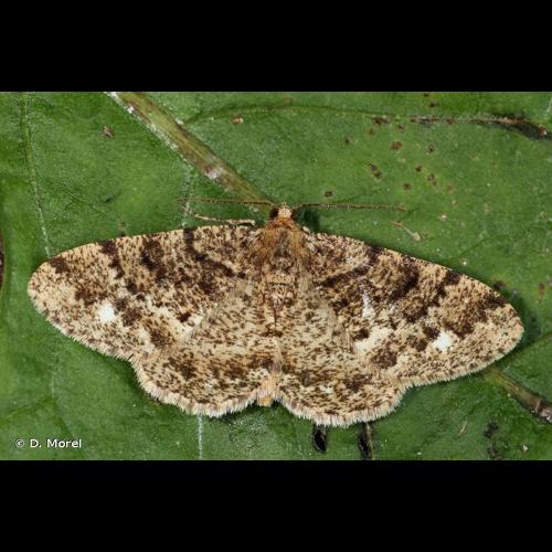 <i>Parectropis similaria</i> (Hufnagel, 1767) © D. Morel