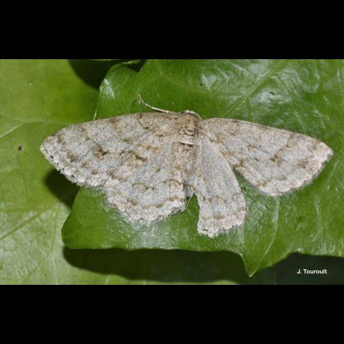 <i>Ectropis crepuscularia</i> (Denis & Schiffermüller, 1775) © J. Touroult
