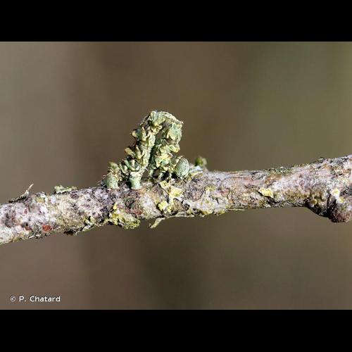 <i>Cleorodes lichenaria</i> (Hufnagel, 1767) &copy; P. Chatard