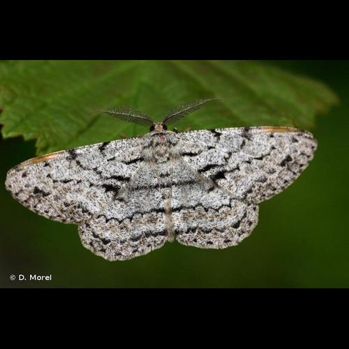 <i>Hypomecis roboraria</i> (Denis & Schiffermüller, 1775) &copy; D. Morel