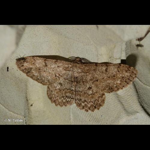 <i>Hypomecis punctinalis</i> (Scopoli, 1763) © N. Tobak
