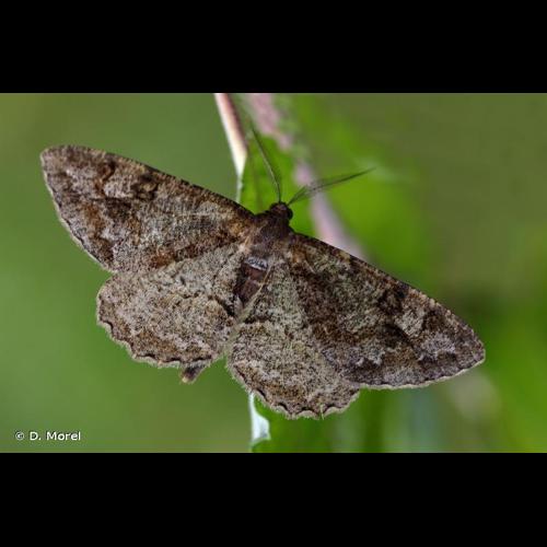 <i>Alcis repandata</i> (Linnaeus, 1758) © D. Morel