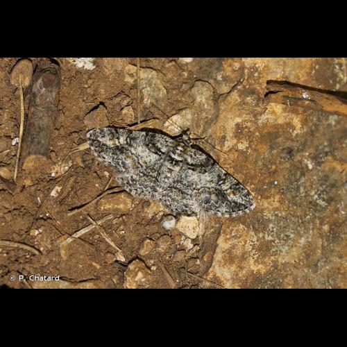 <i>Cleora cinctaria</i> (Denis & Schiffermüller, 1775) © P. Chatard