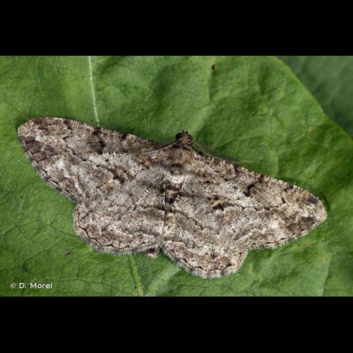 <i>Peribatodes rhomboidaria</i> (Denis & Schiffermüller, 1775) © D. Morel