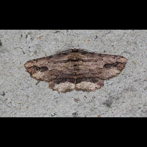 <i>Menophra abruptaria</i> (Thunberg, 1792) © P. Chatard