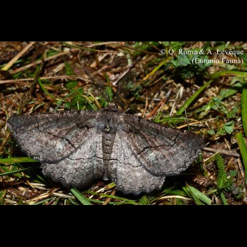 <i>Nychiodes obscuraria</i> (Villers, 1789) © Q. ROME & A. LEVEQUE (Entomo Fauna)