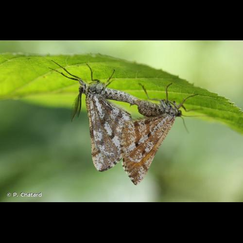 <i>Bupalus piniaria</i> (Linnaeus, 1758) © P. Chatard