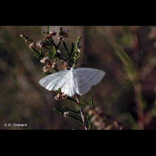 <i>Cabera pusaria</i> (Linnaeus, 1758) © P. Chatard