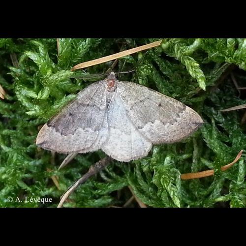 <i>Pungeleria capreolaria</i> (Denis & Schiffermüller, 1775) &copy; A. LEVEQUE