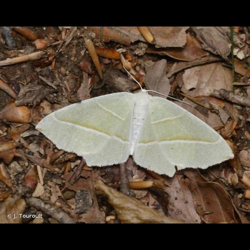 <i>Campaea margaritaria</i> (Linnaeus, 1761) © J. Touroult