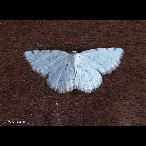 <i>Stegania trimaculata</i> (Villers, 1789) &copy; P. Chatard