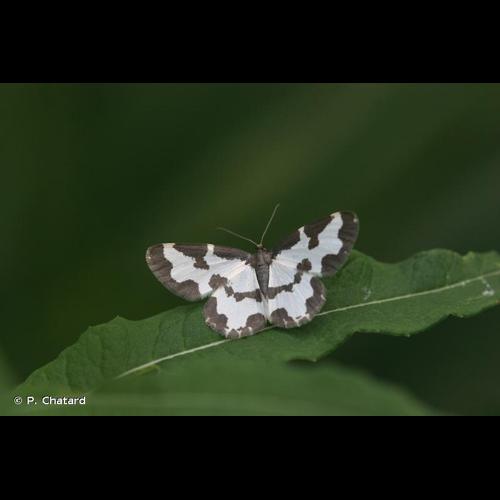 <i>Lomaspilis marginata</i> (Linnaeus, 1758) © P. Chatard