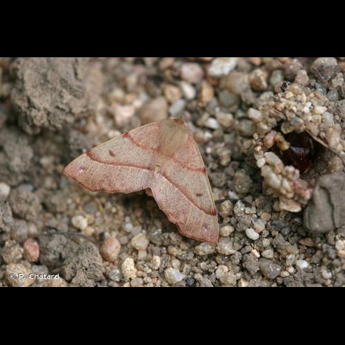 <i>Colotois pennaria</i> (Linnaeus, 1761) &copy; P. Chatard