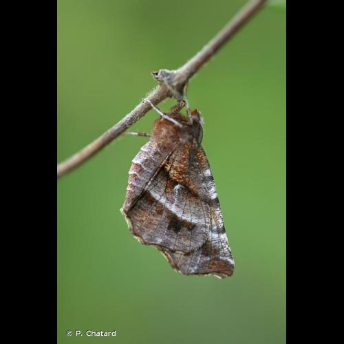 <i>Selenia dentaria</i> (Fabricius, 1775) © P. Chatard