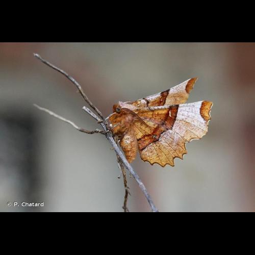 <i>Selenia lunularia</i> (Hübner, 1788) © P. Chatard
