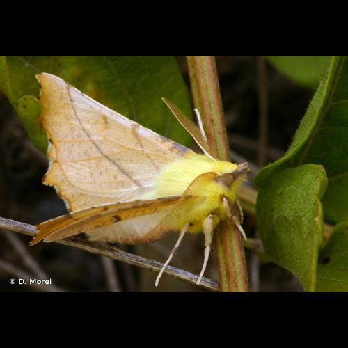 <i>Ennomos alniaria</i> (Linnaeus, 1758) © D. Morel