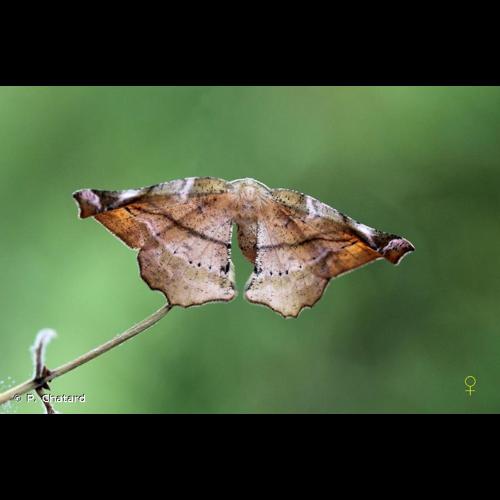 <i>Apeira syringaria</i> (Linnaeus, 1758) &copy; P. Chatard