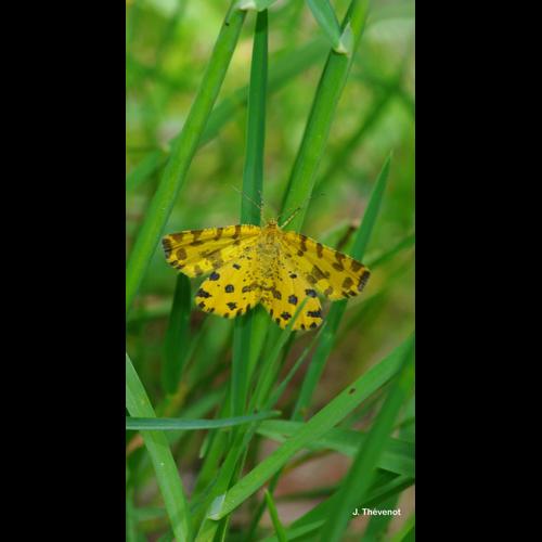 <i>Pseudopanthera macularia</i> (Linnaeus, 1758) © J. Thévenot