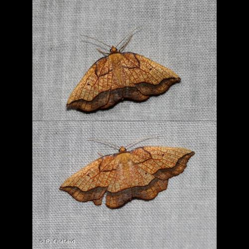 <i>Epione repandaria</i> (Hufnagel, 1767) &copy; P. Chatard