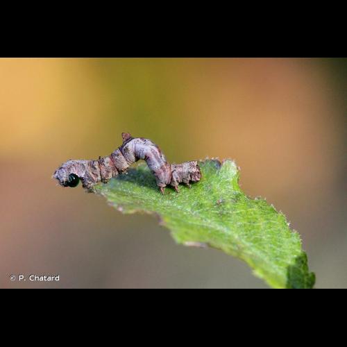 <i>Opisthograptis luteolata</i> (Linnaeus, 1758) © P. Chatard