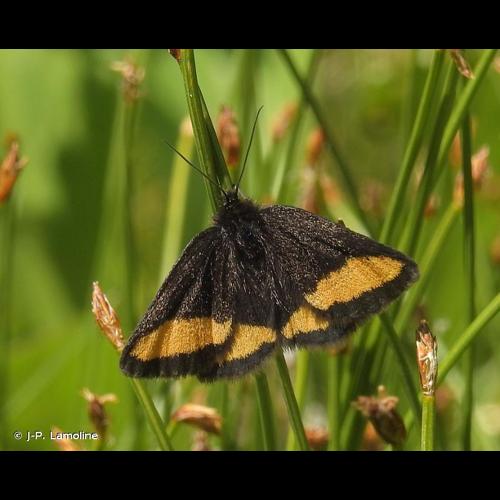 <i>Psodos quadrifaria</i> (Sulzer, 1776) © J-P. Lamoline