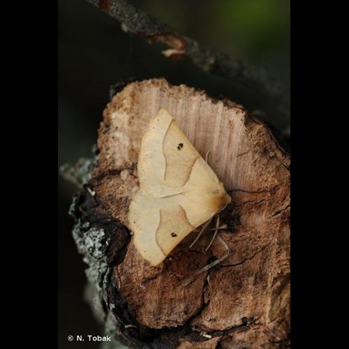 <i>Crocallis elinguaria</i> (Linnaeus, 1758) © N. Tobak