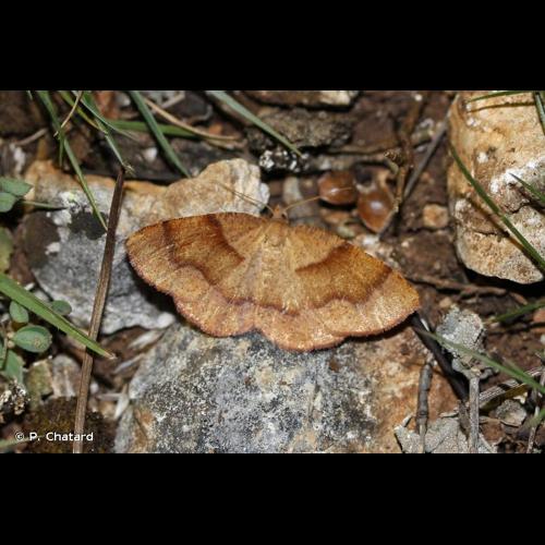 <i>Plagodis pulveraria</i> (Linnaeus, 1758) © P. Chatard