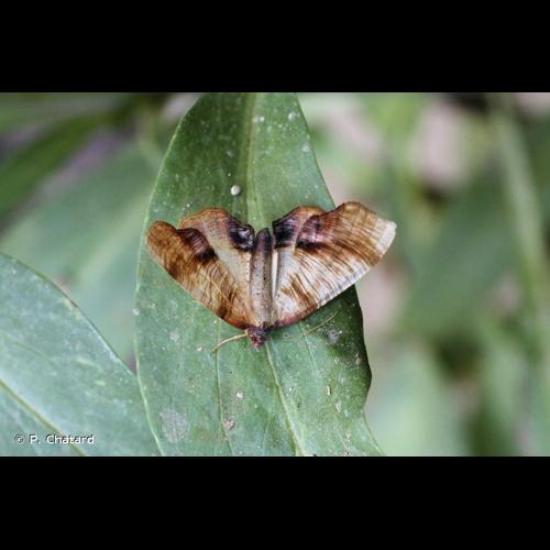<i>Plagodis dolabraria</i> (Linnaeus, 1767) © P. Chatard