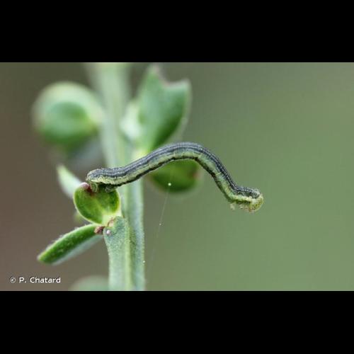 <i>Isturgia limbaria</i> (Fabricius, 1775) &copy; P. Chatard