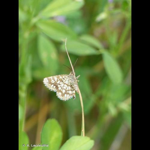 <i>Chiasmia clathrata</i> (Linnaeus, 1758) © A. Lacoeuilhe