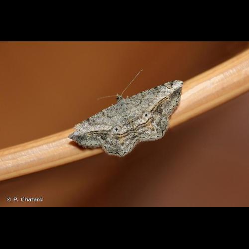 <i>Chiasmia aestimaria</i> (Hübner, 1809) © P. Chatard