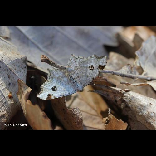 <i>Macaria notata</i> (Linnaeus, 1758) © P. Chatard