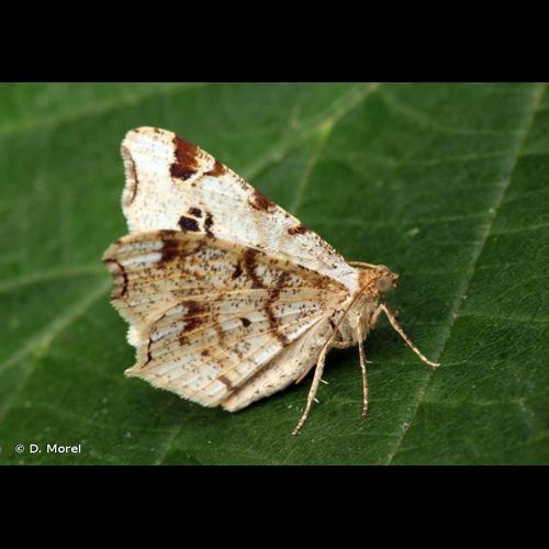 <i>Macaria alternata</i> (Denis & Schiffermüller, 1775) &copy; D. Morel