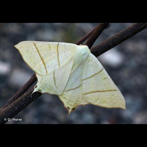 <i>Ourapteryx sambucaria</i> (Linnaeus, 1758) &copy; D. Morel