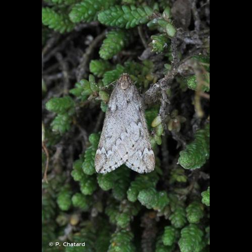 <i>Alsophila aescularia</i> (Denis & Schiffermüller, 1775) &copy; P. Chatard