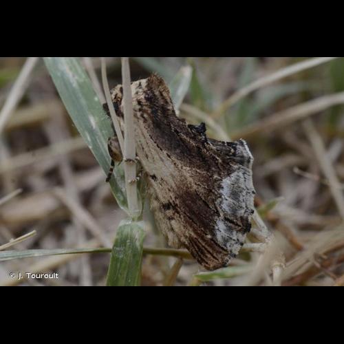<i>Ptilodon cucullina</i> (Denis & Schiffermüller, 1775) &copy; J. Touroult